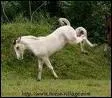 Quand le cheval se cabre il lve :