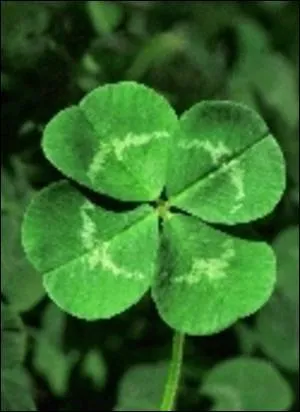 En occident le trfle  quatre feuilles est suppos porter bonheur. Selon la tradition chaque feuille reprsente quelque chose : l'espoir, l'amour, la chance et :