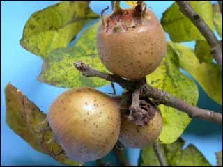 Quels sont ces fruits appels aussi 'cul de chien' ou 'cul de singe' ?