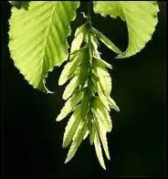 Quel est le fruit du Charme ?