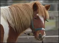 Comment devez-vous entretenir les crins de votre cheval ?