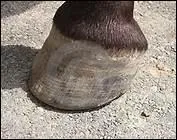 Votre cheval est au box et vous vous apercevez qu'il a le sabot chaud. Que devez-vous faire ?