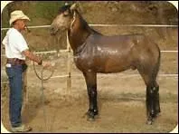 Comment devez-vous procder pour doucher votre cheval ?