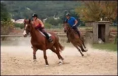 Au galop rassembl, un cheval va forcment plus vite qu'un cheval qui trotte.