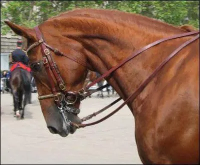 Cheval : quelle est cette robe ?