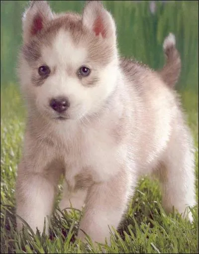 Chien : quelle est cette race ?