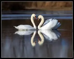 Au Moyen Age, la Saint Valentin tait associe  l'amour...