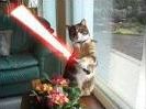 Quiz Animaux