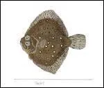 Ce poisson, apprci des gourmets, a les deux yeux du mme ct. Il s'agit...