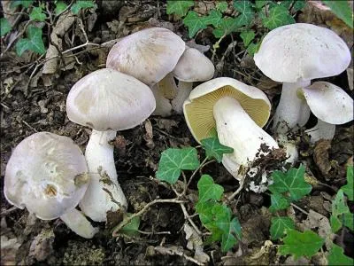 Quel est ce champignon mortel ?