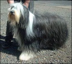 Quelle est la race de ce chien ?