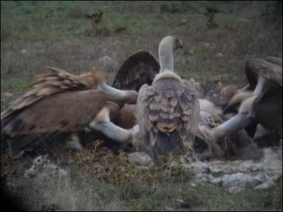 Comment s'appelle l'opration de 'nettoyage' collectif d'un cadavre ?