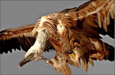 Voici 3 particularits physiques du vautour. Laquelle n'existe pas ?