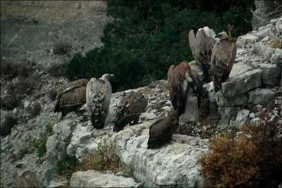 O les vautours installent-ils leurs aires ?