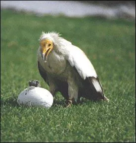 Comment se passe l'incubation des oeufs ?