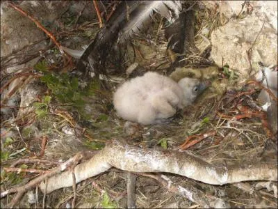 Pendant combien de temps le jeune vautour est-il nourri par ses parents ?