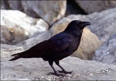 Quels sont les prdateurs naturels des vautours ?