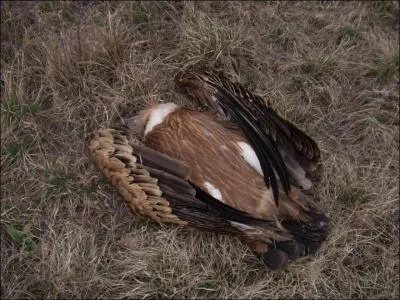 Quelle est la principale cause de la disparition du vautour en Europe ?