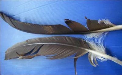 Comment s'appellent les grandes plumes des ailes d'un vautour ?