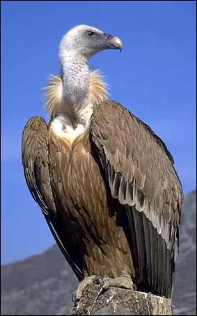 Qu'est-ce qu'un vautour ?
