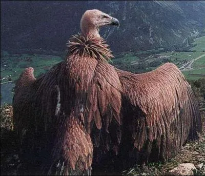 Pourquoi qualifie-t-on le vautour d'alli de l'homme ?