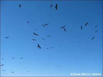 Combien y a-t-il de familles et d'espces de vautours dans le monde ?