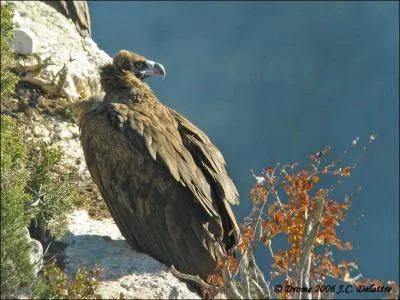 Quel est ce vautour au plumage sombre et aux moeurs solitaires ?