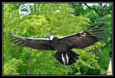 Quel est le plus grand de ces vautours ?