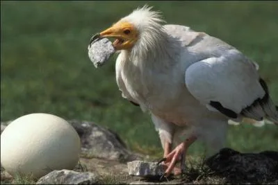 Voici 4 affirmations concernant le vautour percnoptre. Laquelle est FAUSSE ?