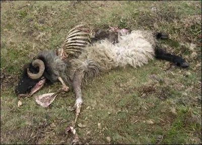 Pourquoi les vautours peuvent-ils se nourrir de viande en dcomposition ?