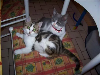 Quels sont ces chats ? attention...