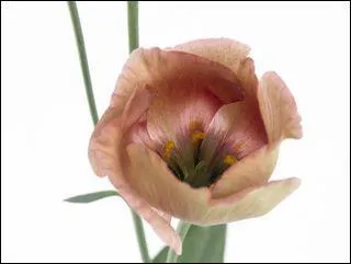 Comment dit-on 'marron fonc' en allemand ?