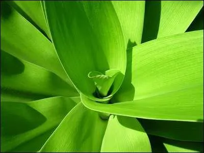 Comment dit-on 'vert' en allemand ?