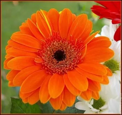 Comment dit-on 'orange' en allemand ?