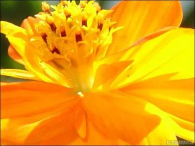 Comment dit-on 'jaune' en allemand ?