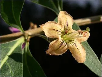 Comment dit-on 'marron' en allemand ?