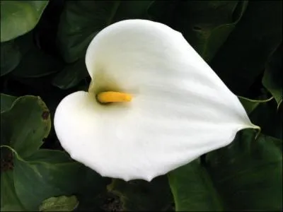 Comment dit-on 'blanc' en allemand ?