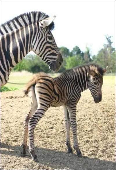 Quelle est la dure de gestation d'une zbre femelle ?