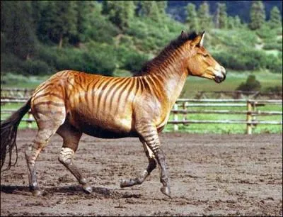 De quels animaux le zhorse est-il le croisement ?