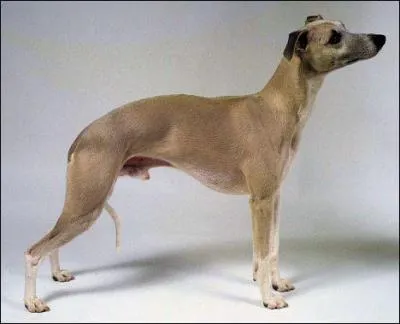 De quelle race est ce chien ?