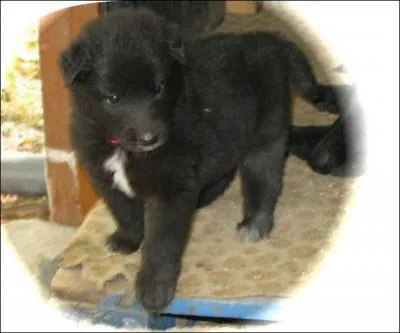 De quelle race est ce chien ?