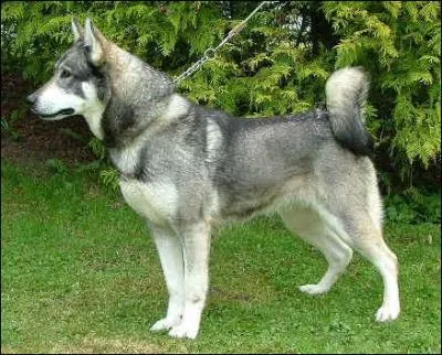 De quelle race est ce chien ?