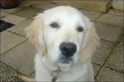 De quelle race est ce chien ?