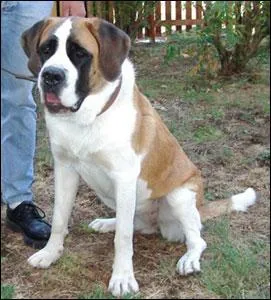 De quelle race est ce chien ?