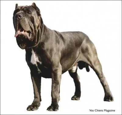 De quelle race est ce chiens ?