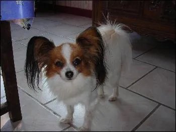 De quelle race est ce chien ?