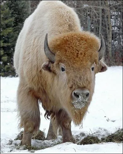 Quelle est la nourriture principale du bison ?