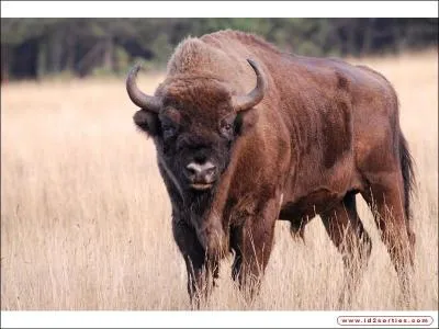 Combien pse un bison mle maximum ?