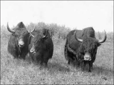 Un cattalo est un croisement de :