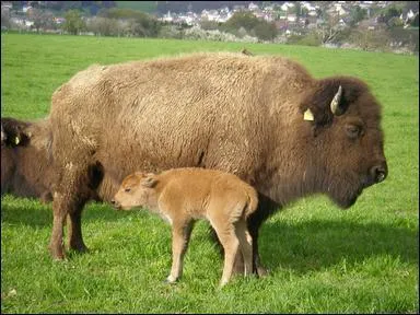 Comment s'appelle le petit du bison ?